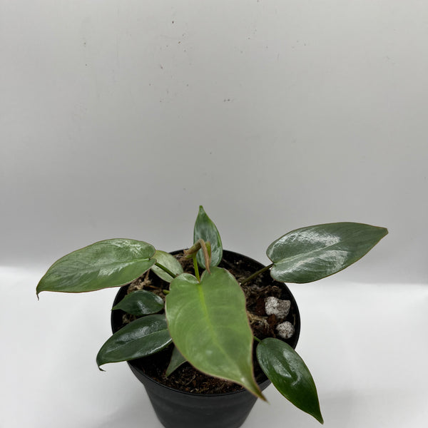 Philodendron Ataboponese