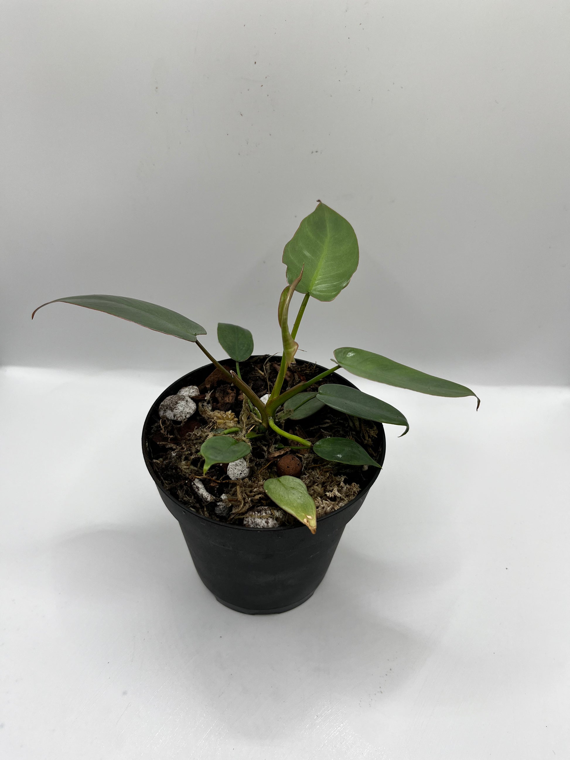 Philodendron Ataboponese