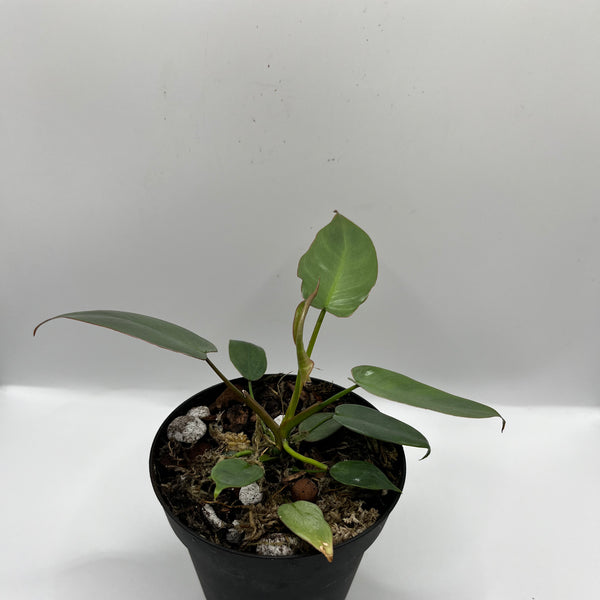 Philodendron Ataboponese