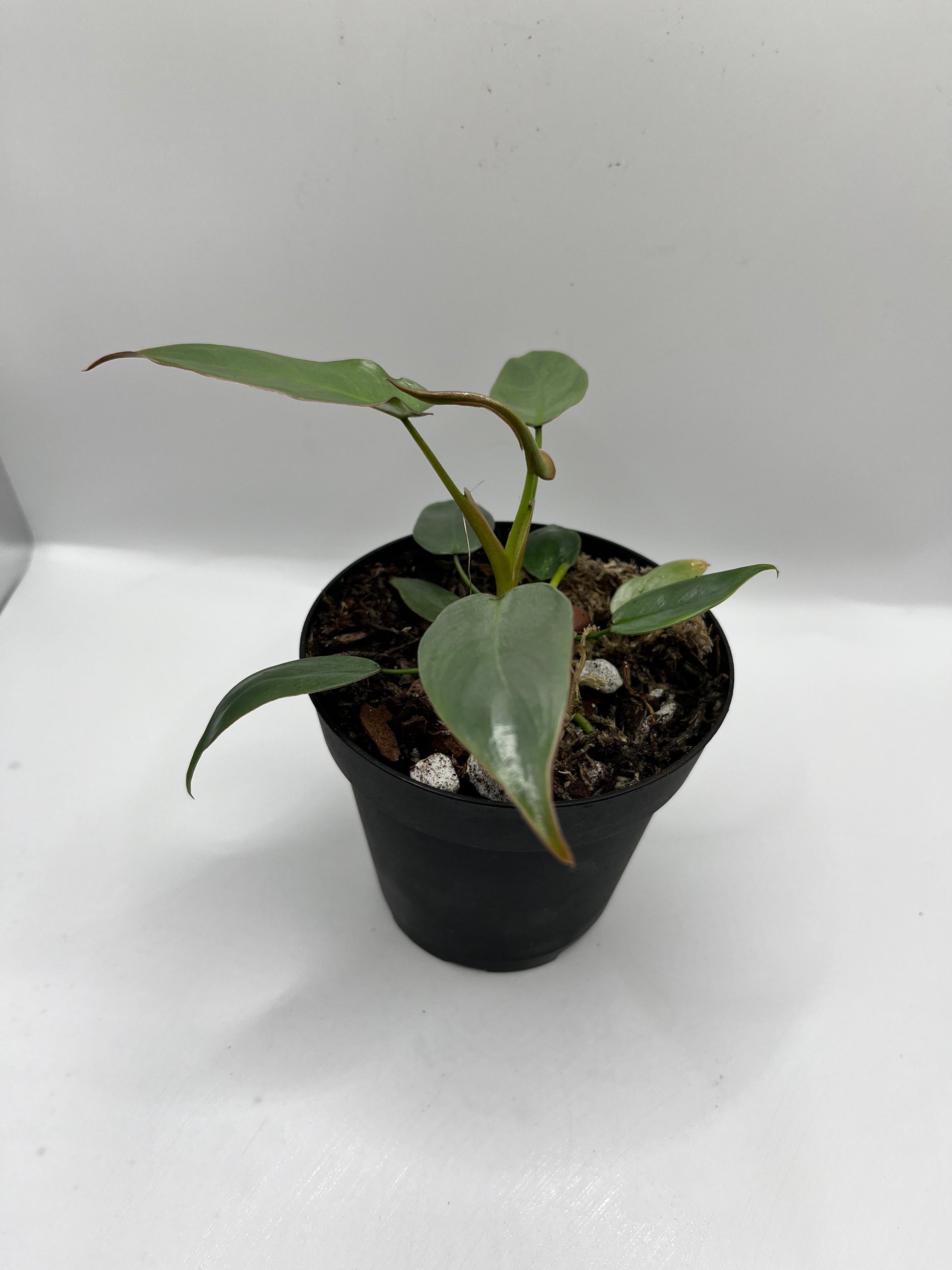 Philodendron Ataboponese