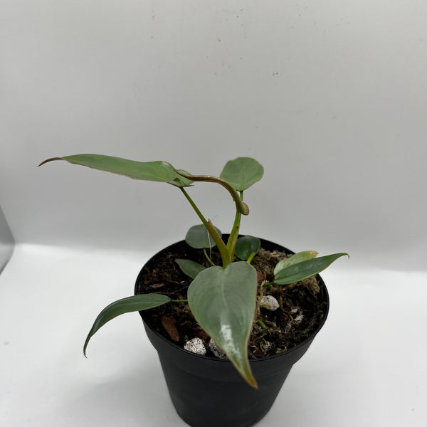 Philodendron Ataboponese