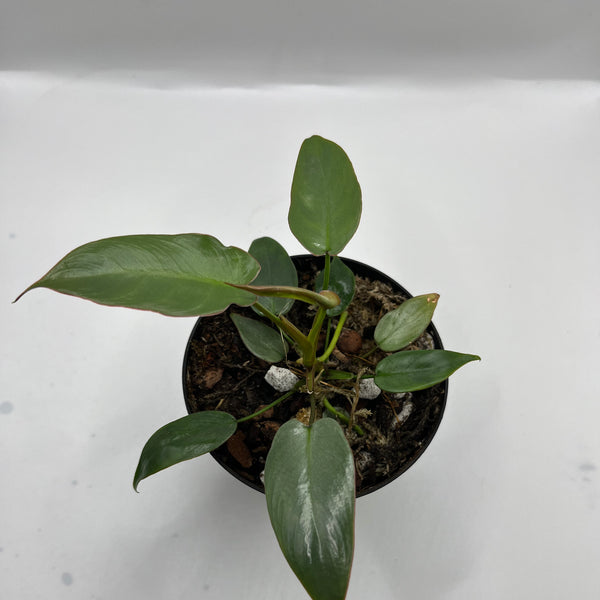 Philodendron Ataboponese