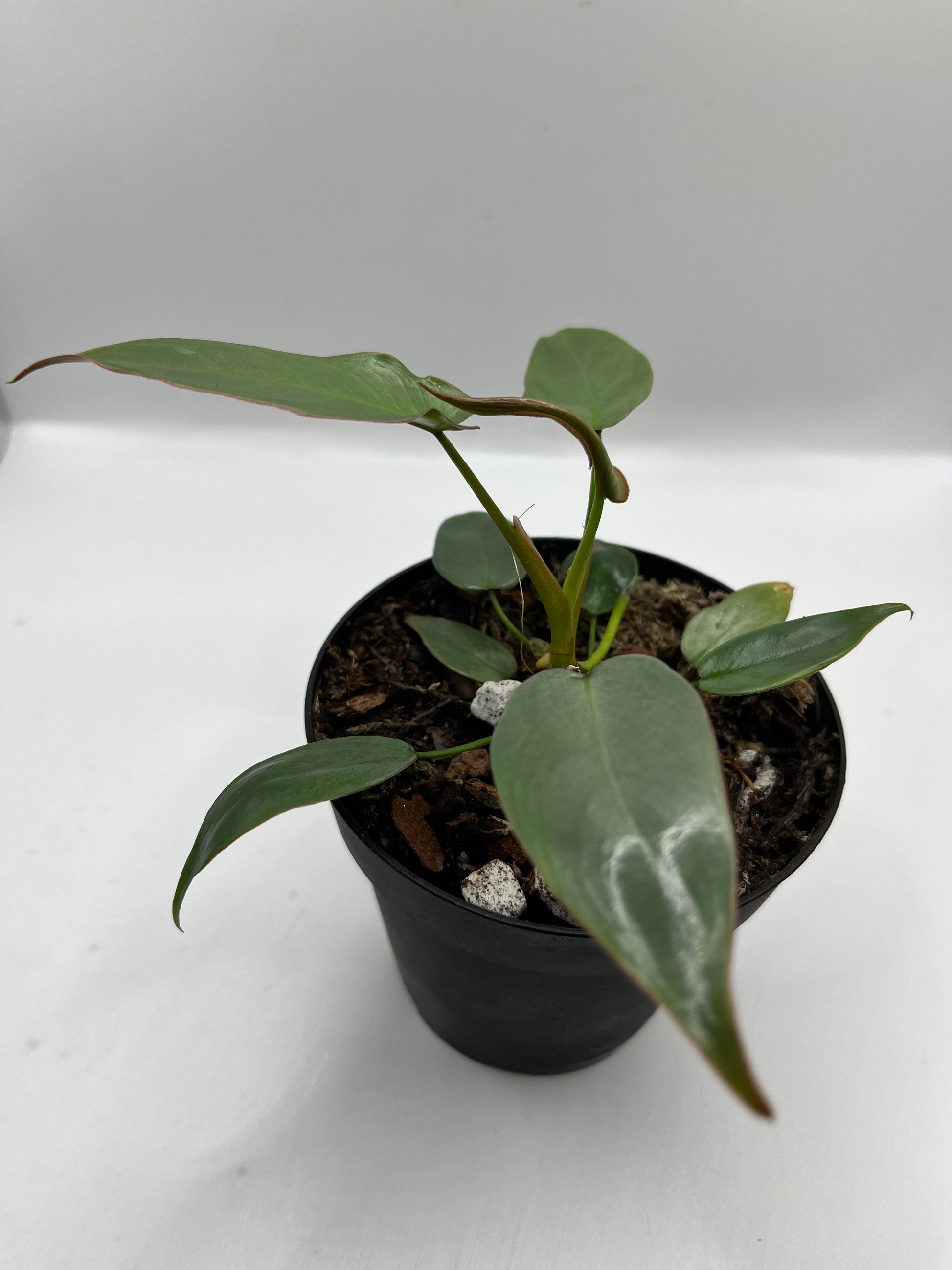 Philodendron Ataboponese