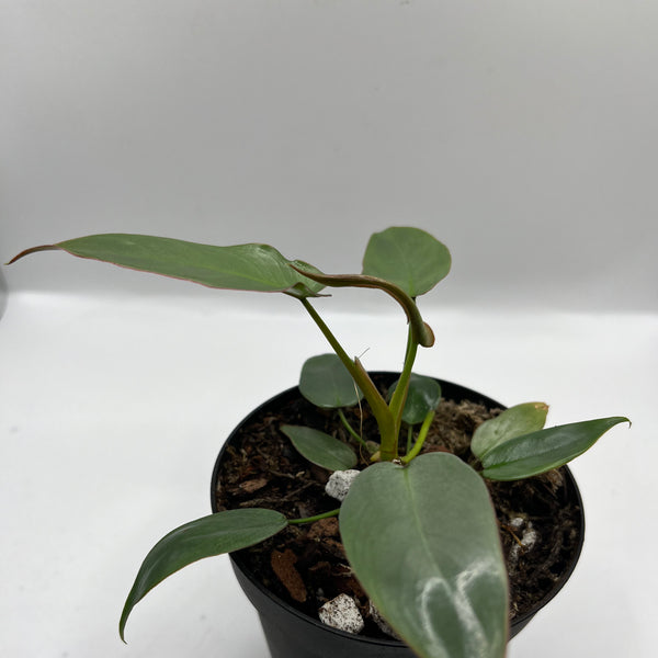 Philodendron Ataboponese