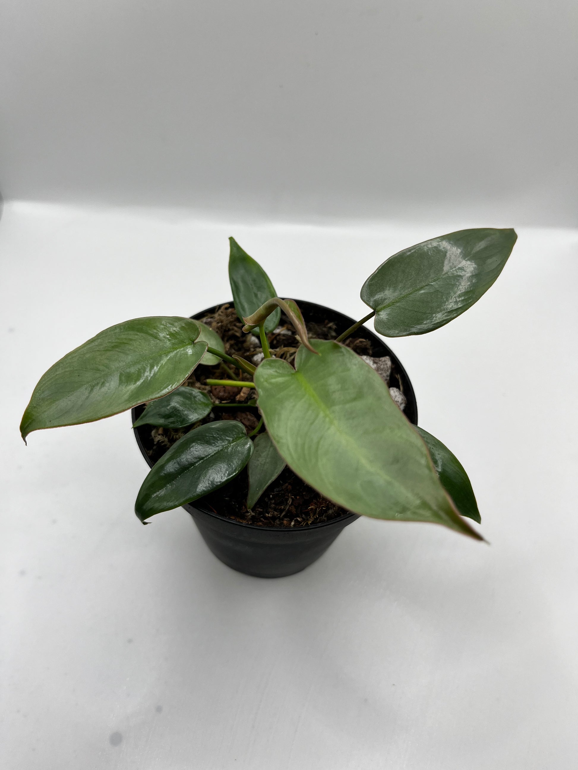 Philodendron Ataboponese