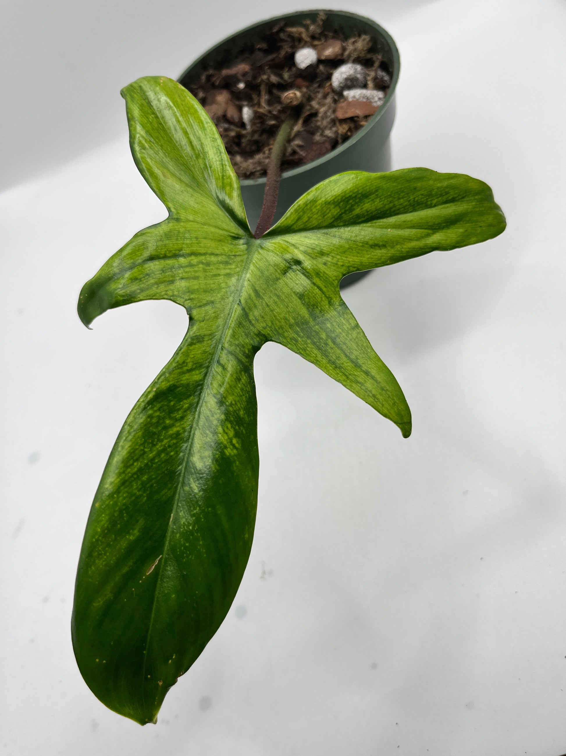 Philodendron Florida Ghost Single