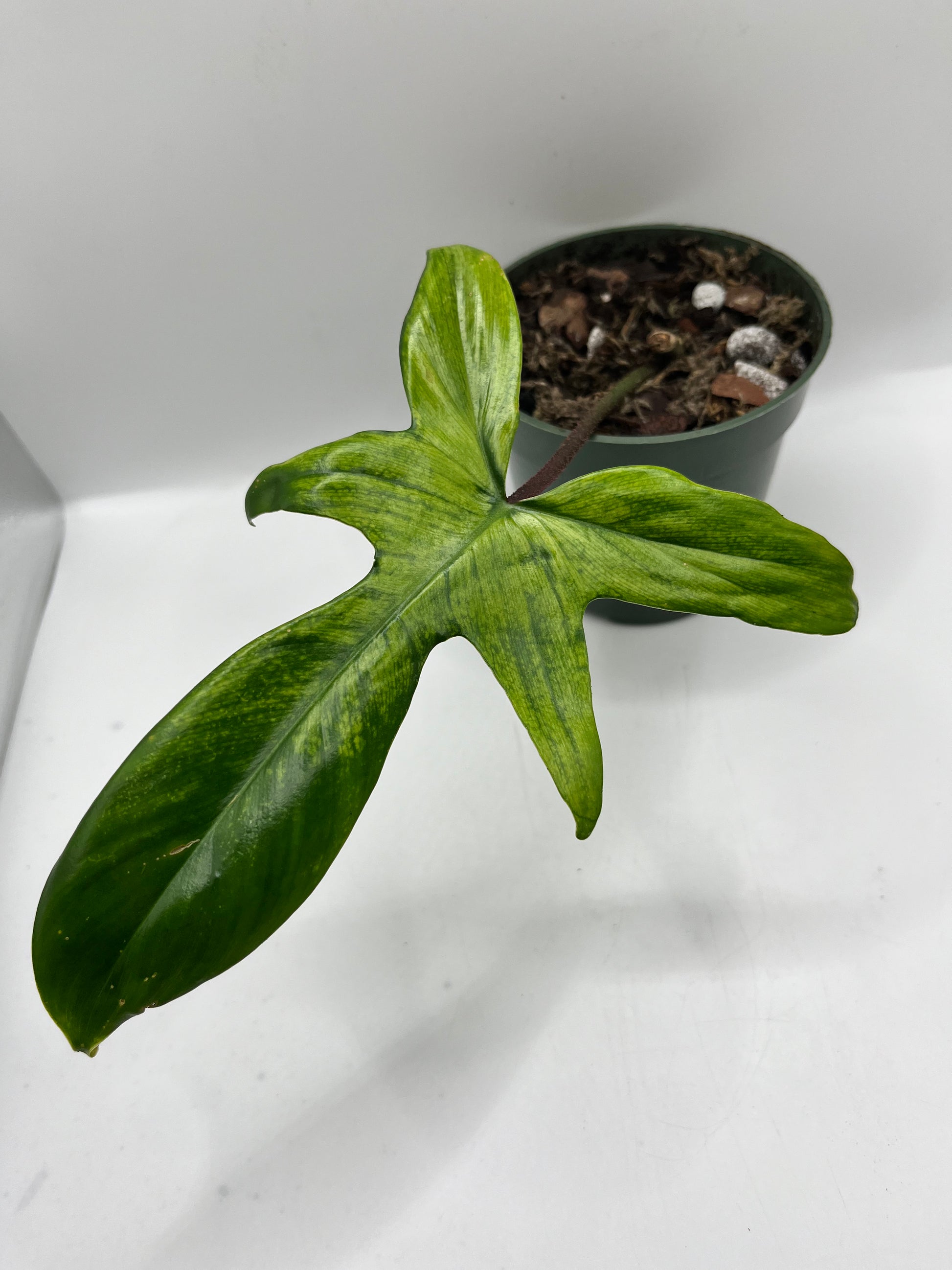 Philodendron Florida Ghost Single