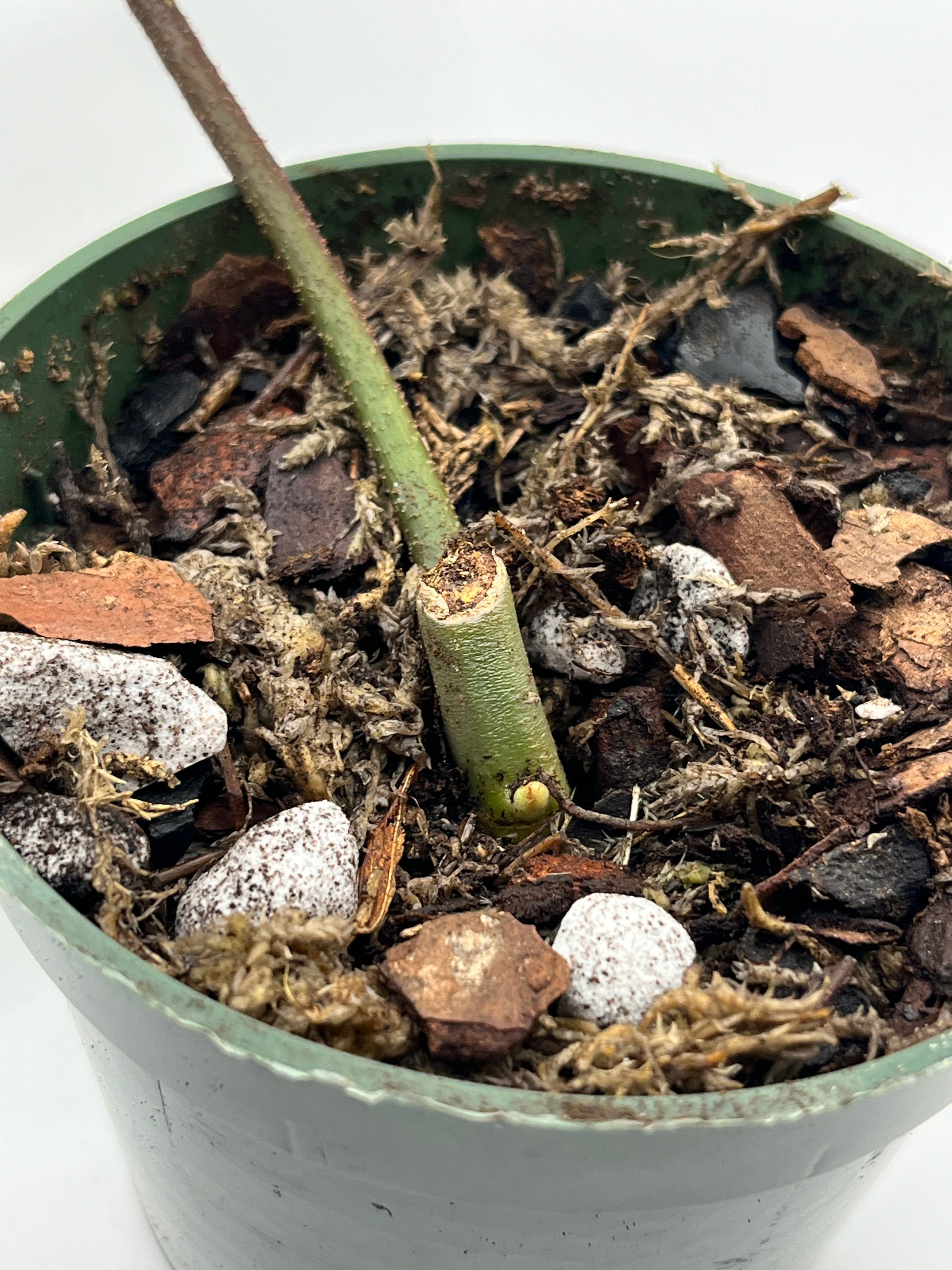 Philodendron Florida Ghost Single