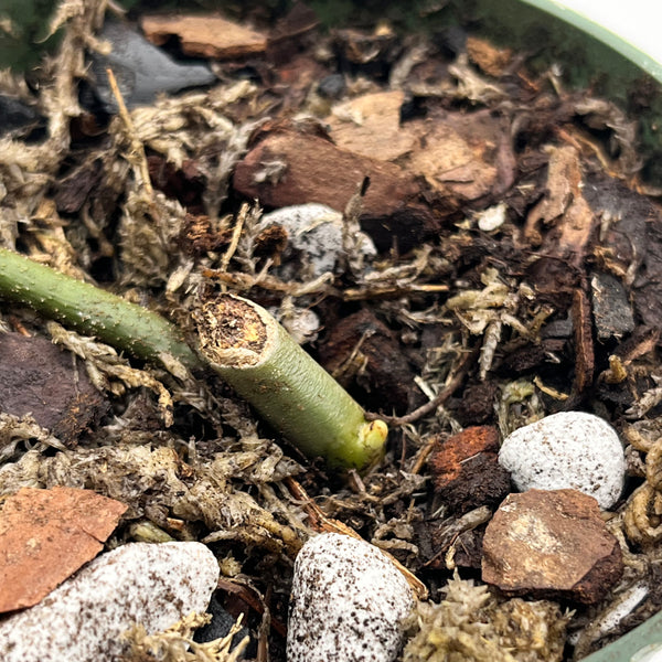 Philodendron Florida Ghost Single