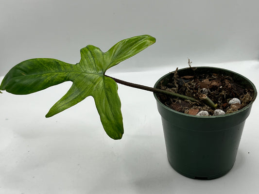 Philodendron Florida Ghost Single