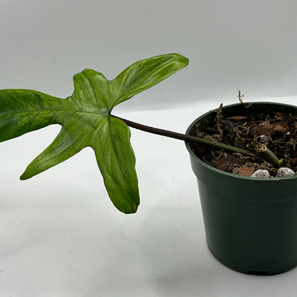 Philodendron Florida Ghost Single