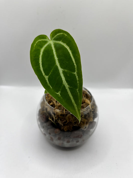 Anthurium Magnificum x Crystallinum - Rare LECA