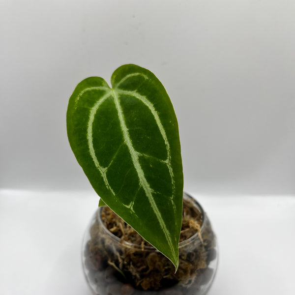 Anthurium Magnificum x Crystallinum - Rare LECA