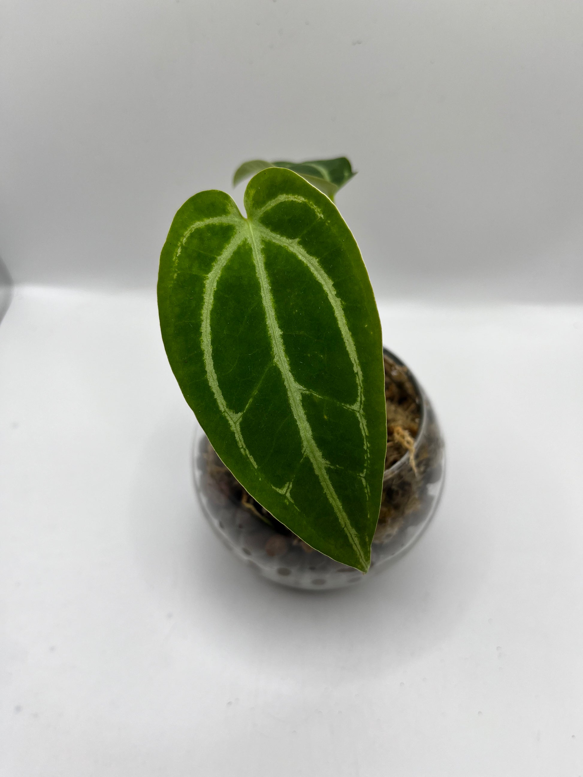 Anthurium Magnificum x Crystallinum - Rare LECA