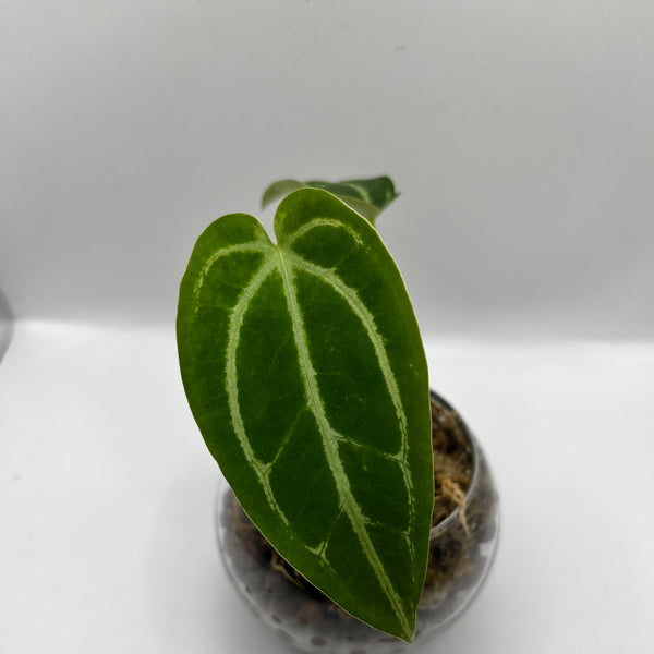 Anthurium Magnificum x Crystallinum - Rare LECA