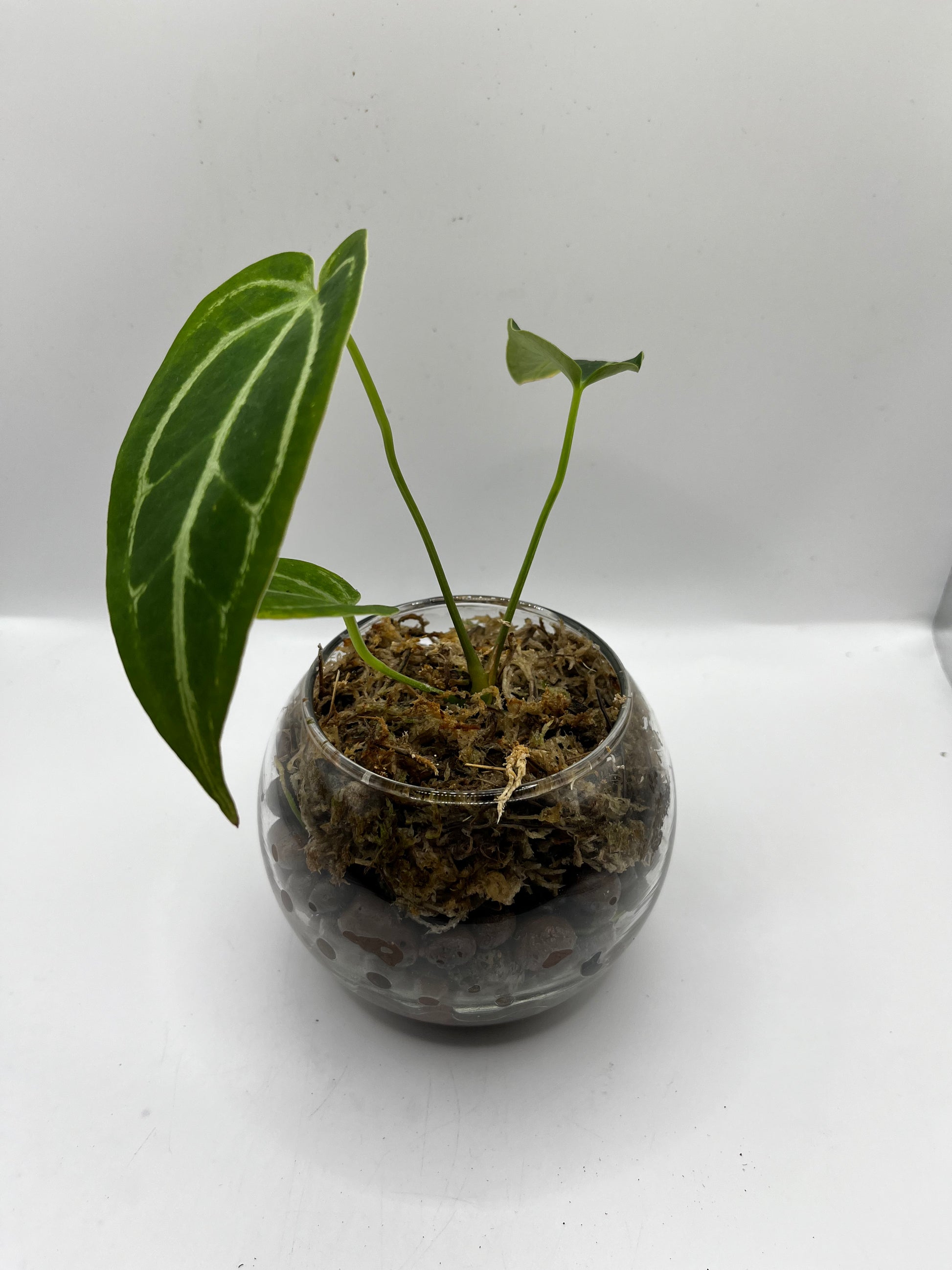 Anthurium Magnificum x Crystallinum - Rare LECA