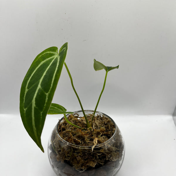 Anthurium Magnificum x Crystallinum - Rare LECA