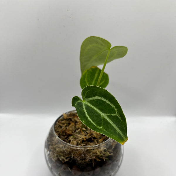 Anthurium Magnificum x Crystallinum - Rare LECA