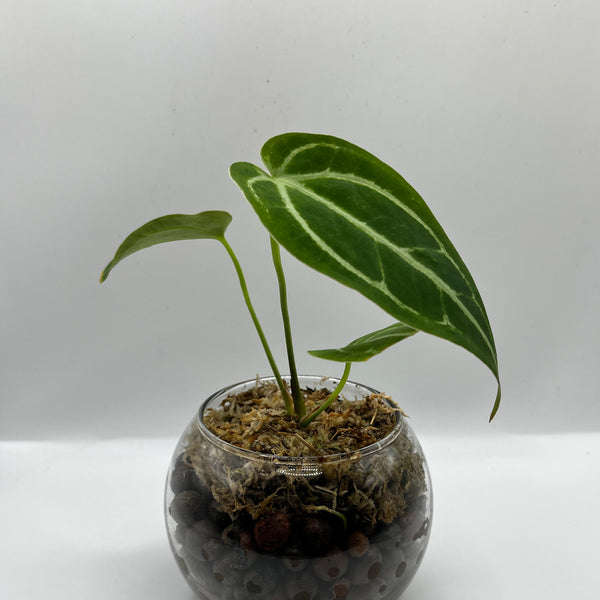 Anthurium Magnificum x Crystallinum - Rare LECA