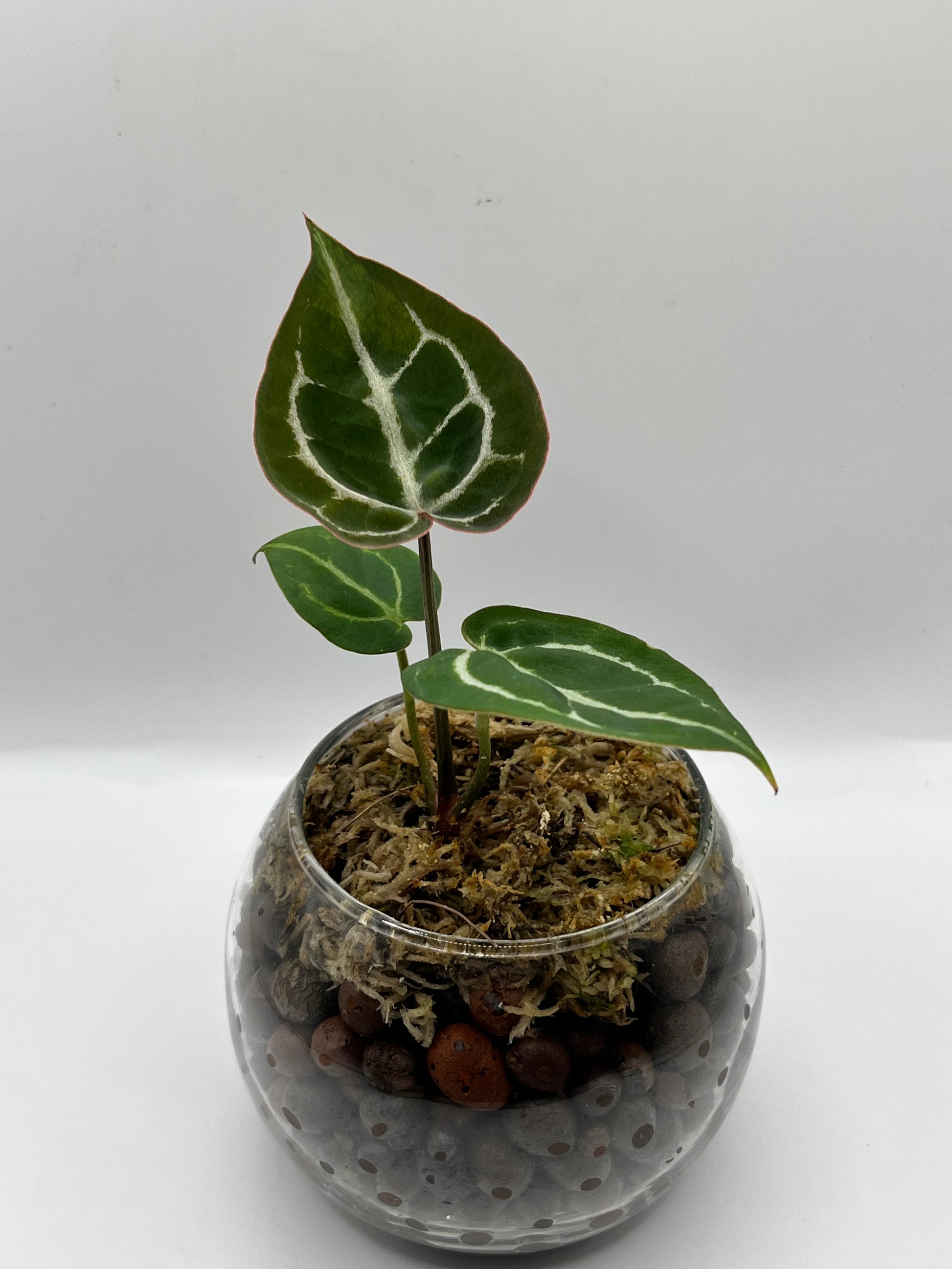 Anthurium Crystallinum x Doc Block - Rare LECA