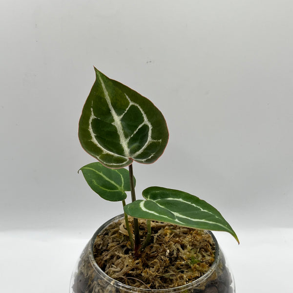 Anthurium Crystallinum x Doc Block - Rare LECA