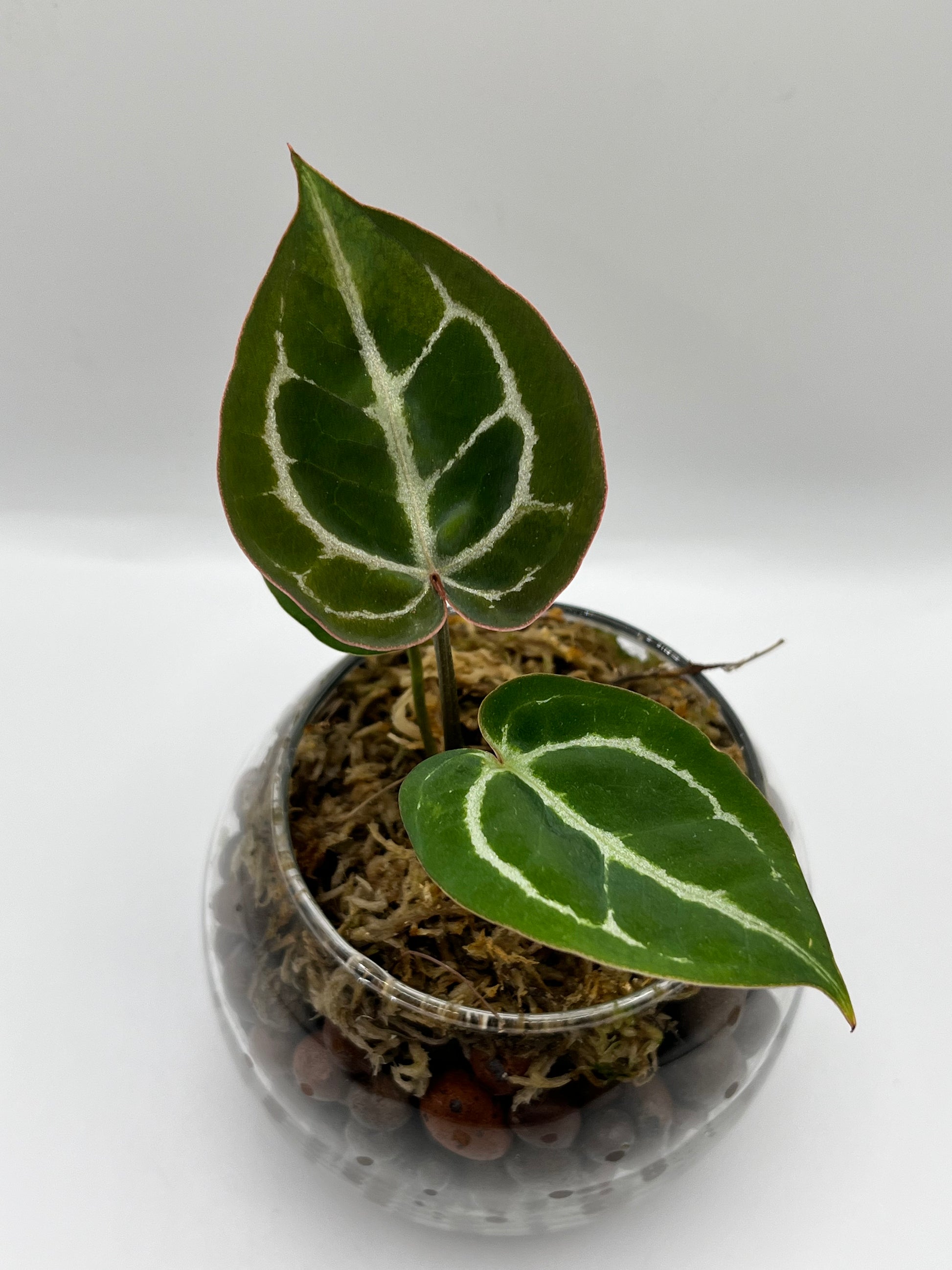 Anthurium Crystallinum x Doc Block - Rare LECA