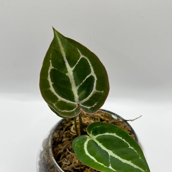 Anthurium Crystallinum x Doc Block - Rare LECA