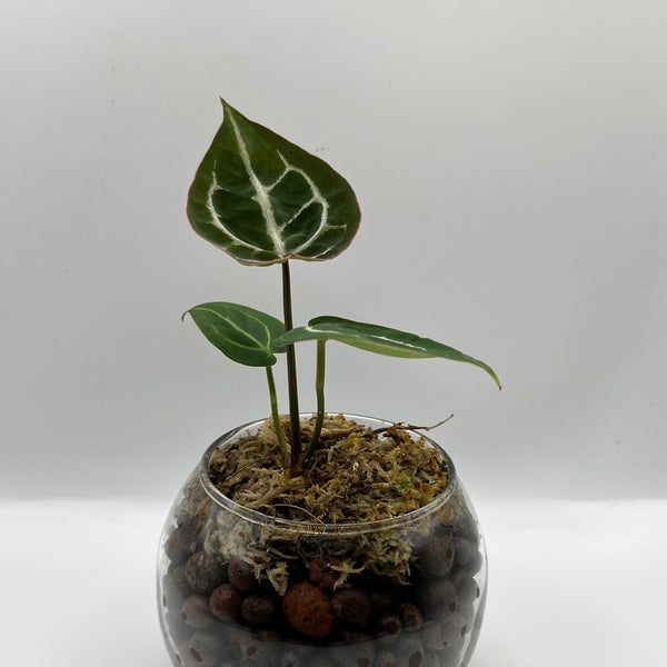 Anthurium Crystallinum x Doc Block - Rare LECA