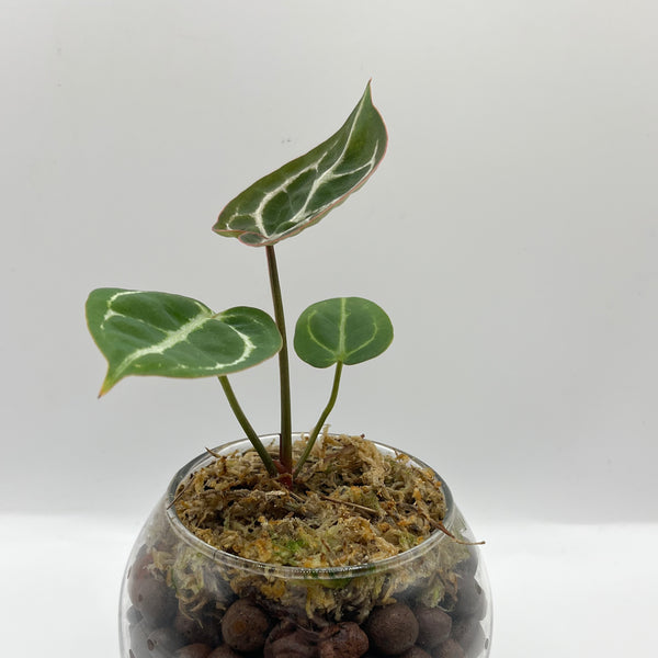 Anthurium Crystallinum x Doc Block - Rare LECA