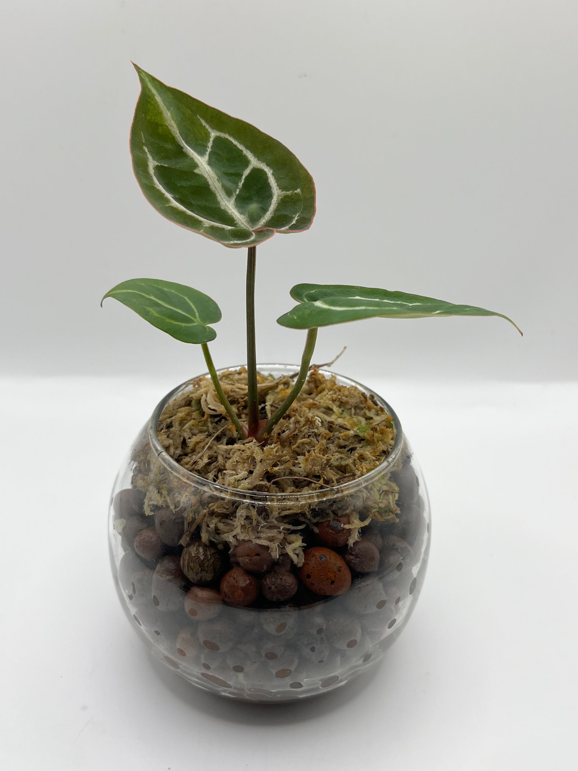 Anthurium Crystallinum x Doc Block - Rare LECA