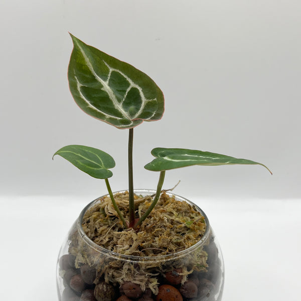 Anthurium Crystallinum x Doc Block - Rare LECA