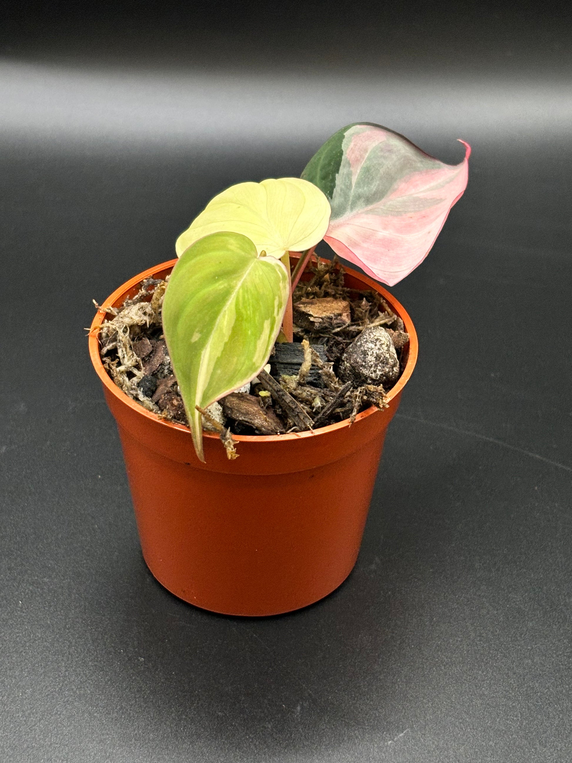 Philodendron Micans Pink Variegated - Rare