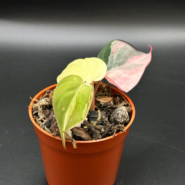 Philodendron Micans Pink Variegated - Rare