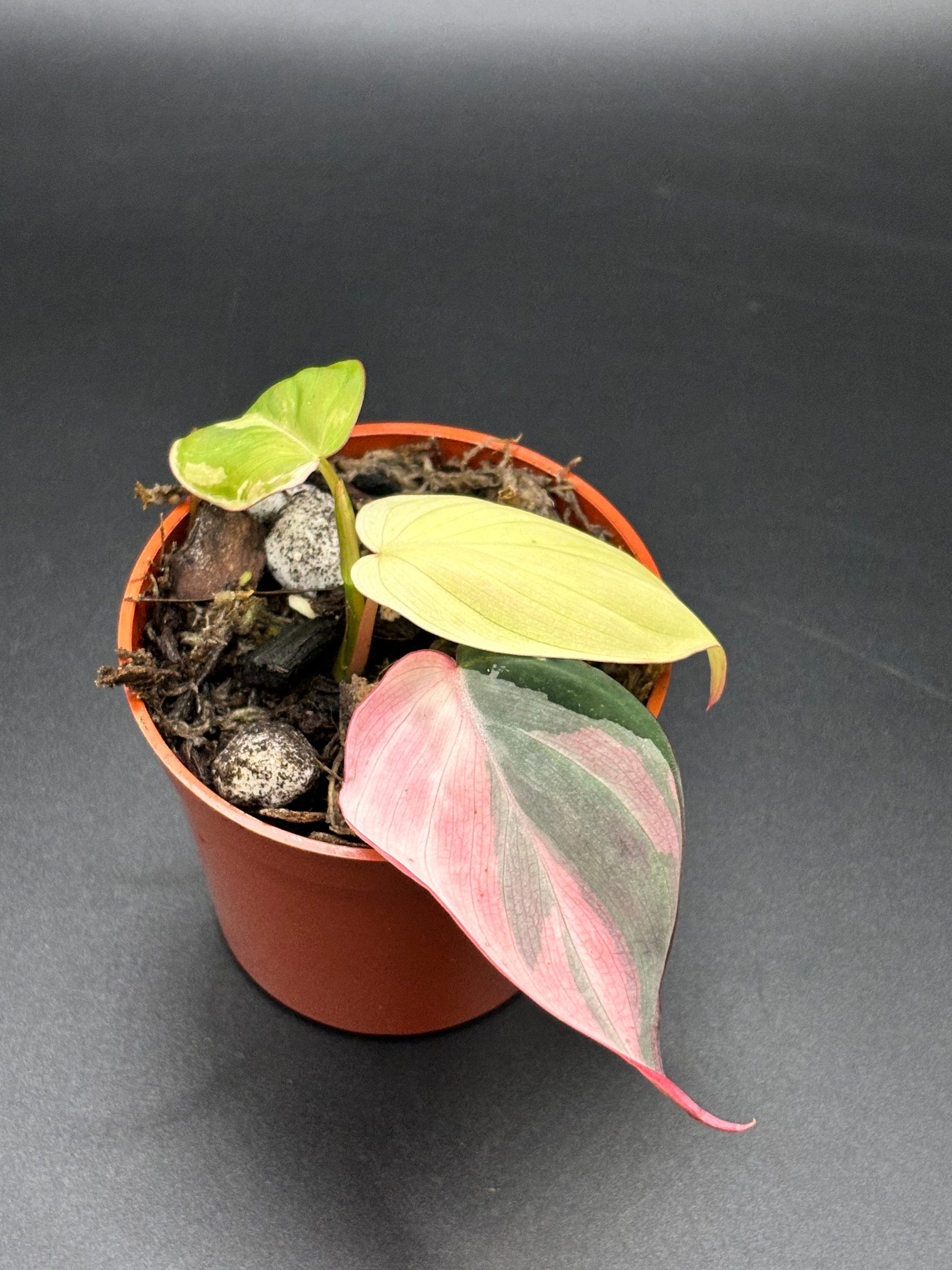 Philodendron Micans Pink Variegated - Rare