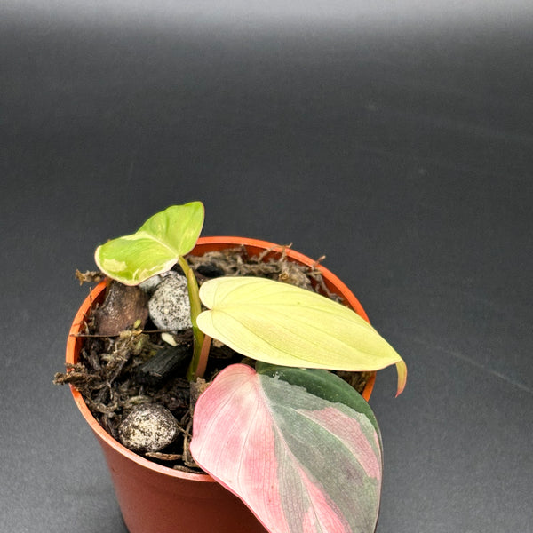 Philodendron Micans Pink Variegated - Rare