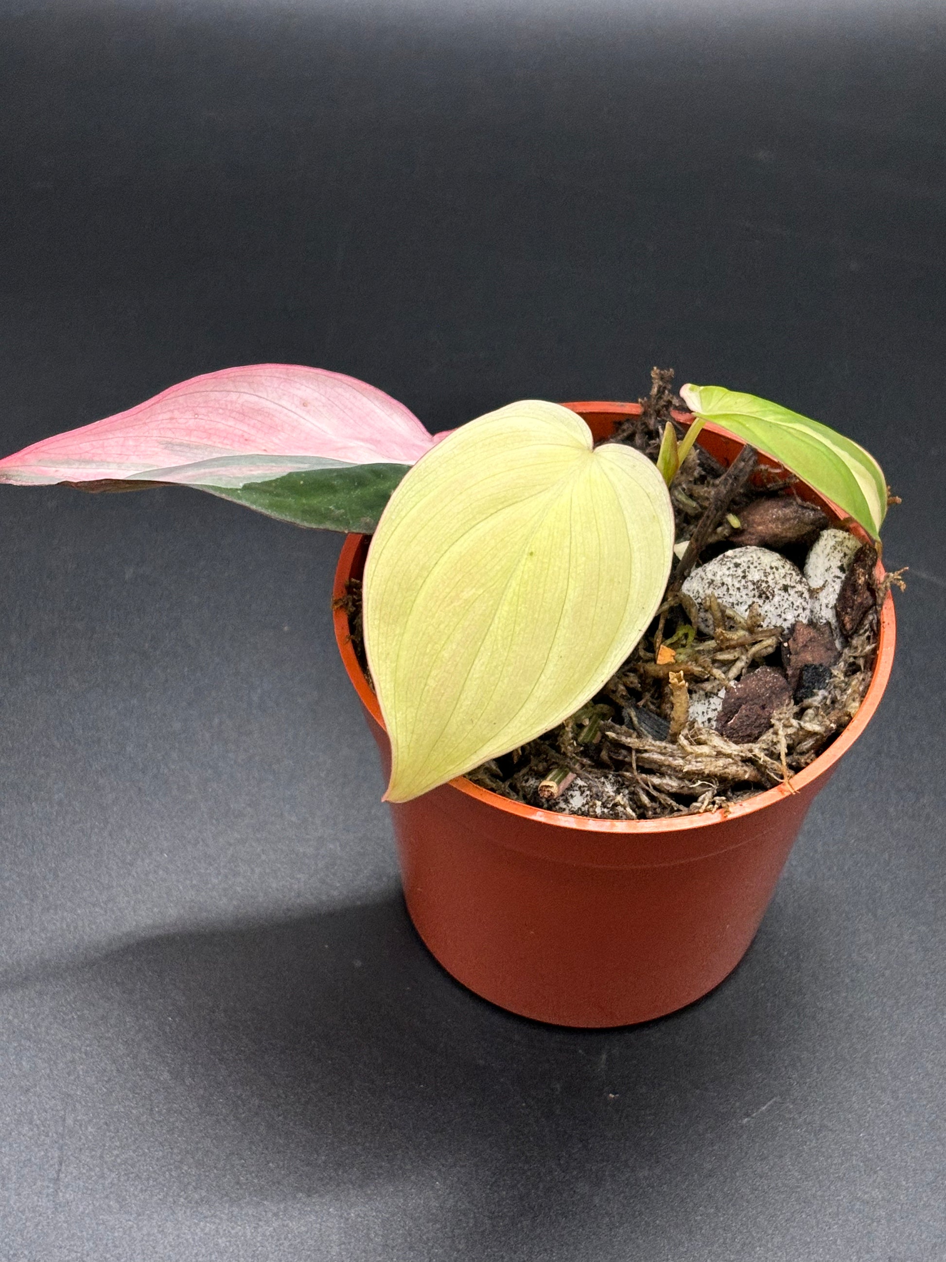 Philodendron Micans Pink Variegated - Rare