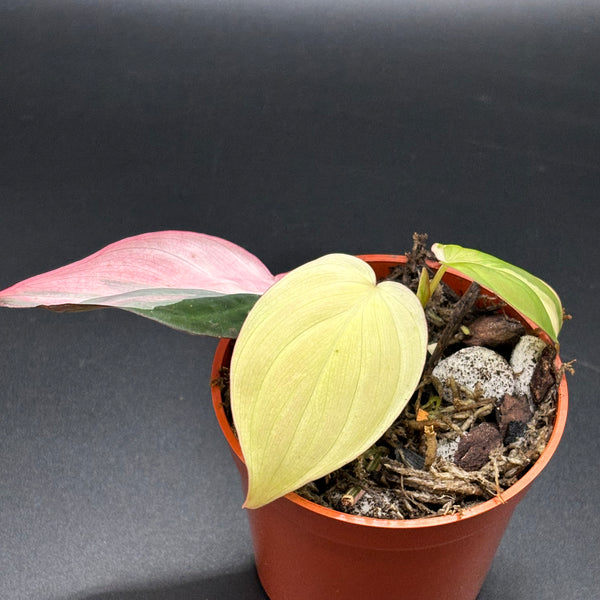 Philodendron Micans Pink Variegated - Rare