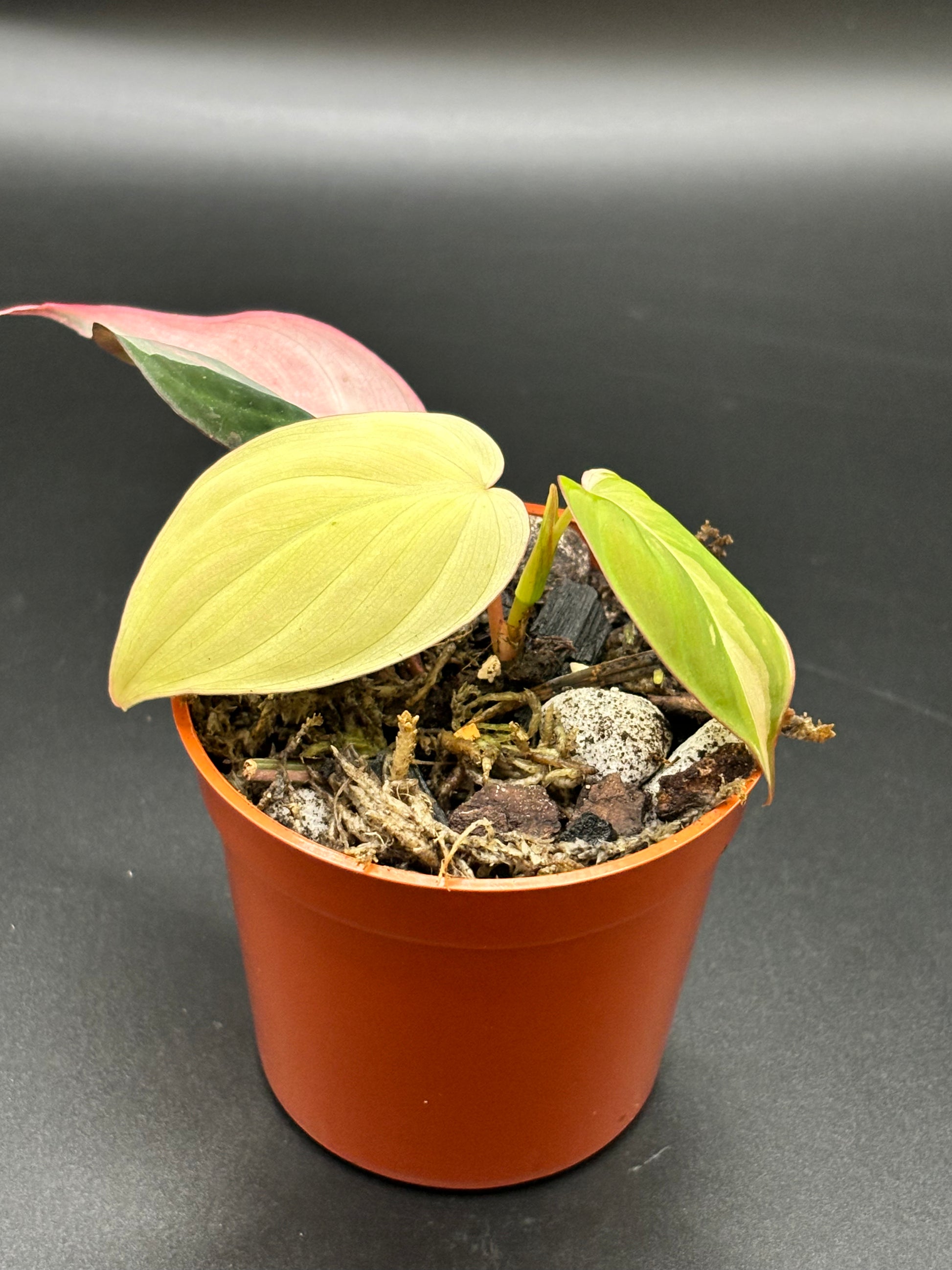 Philodendron Micans Pink Variegated - Rare