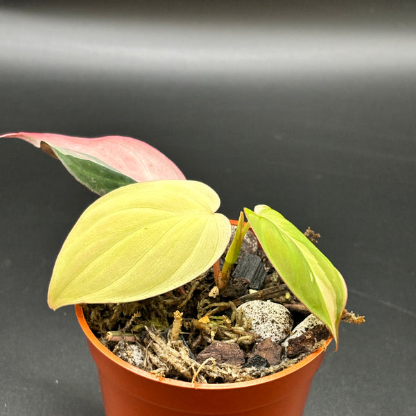 Philodendron Micans Pink Variegated - Rare