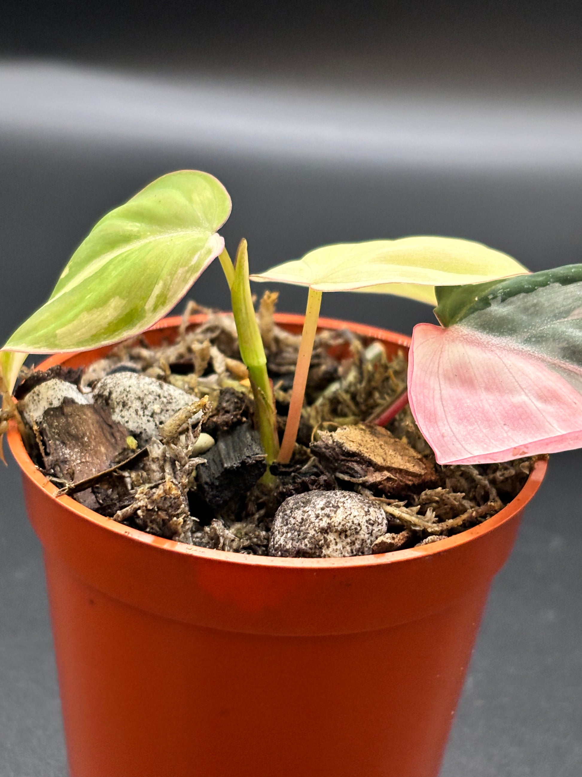 Philodendron Micans Pink Variegated - Rare