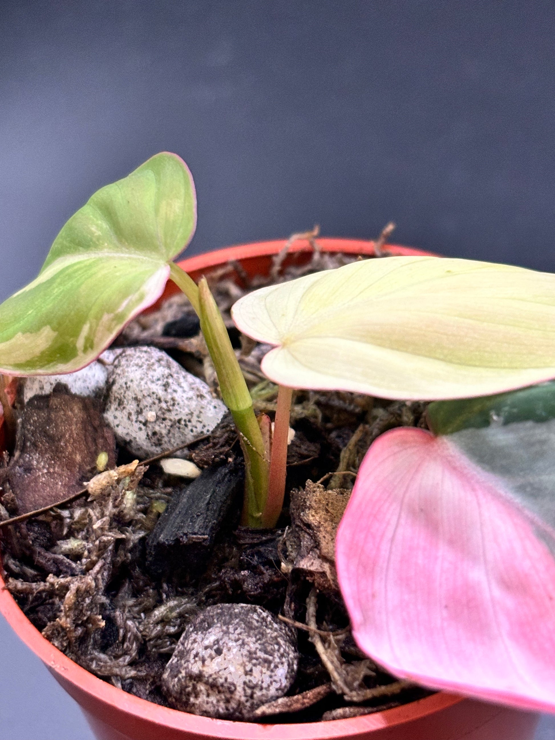 Philodendron Micans Pink Variegated - Rare