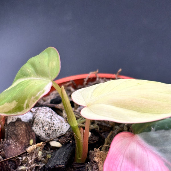 Philodendron Micans Pink Variegated - Rare