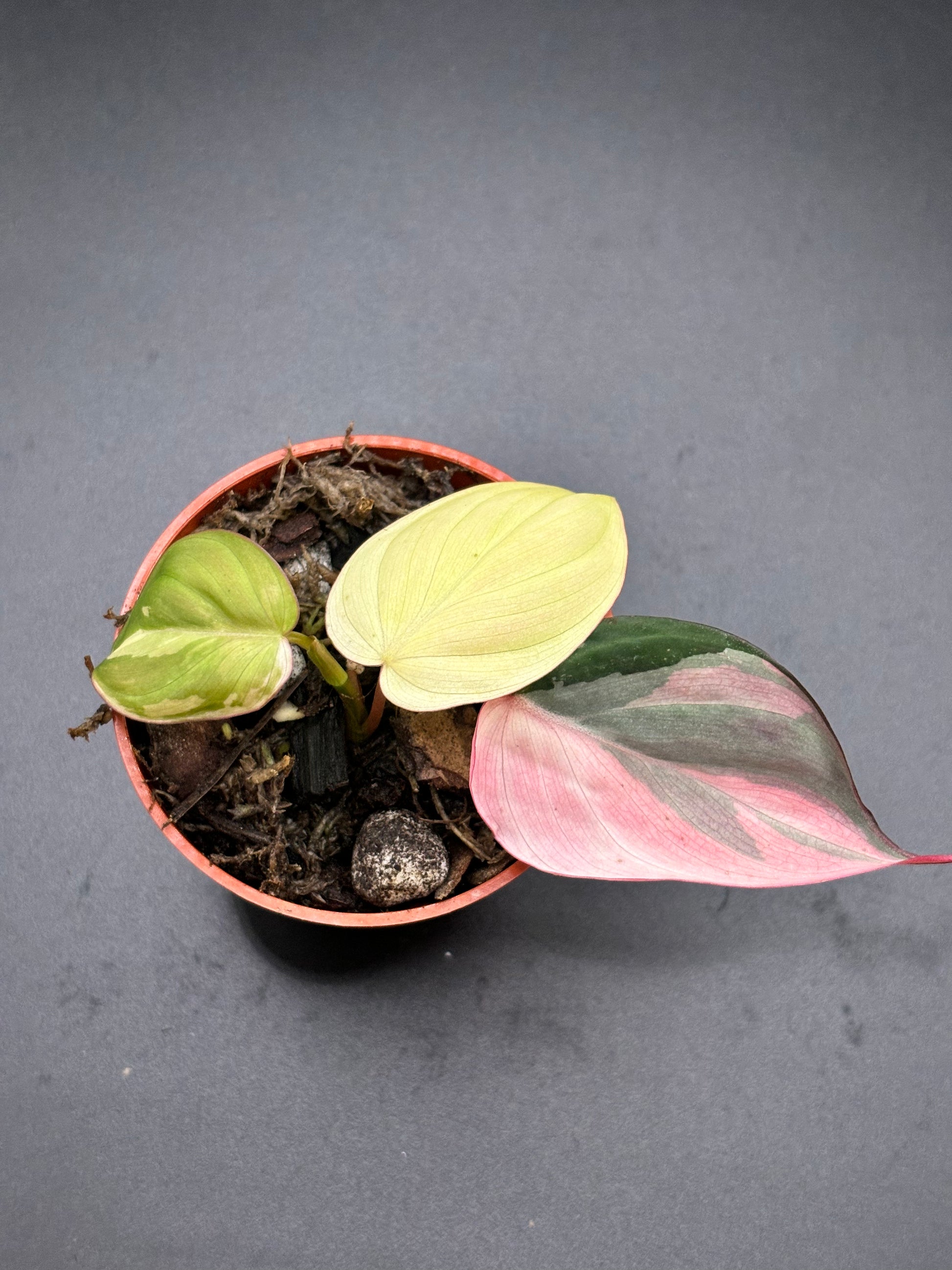 Philodendron Micans Pink Variegated - Rare