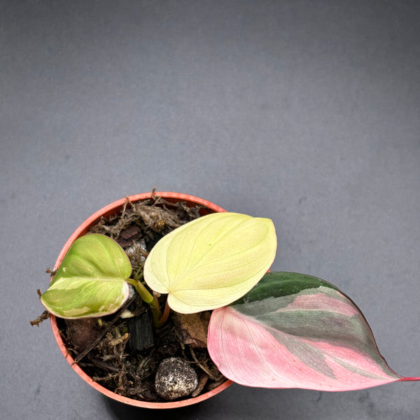 Philodendron Micans Pink Variegated - Rare