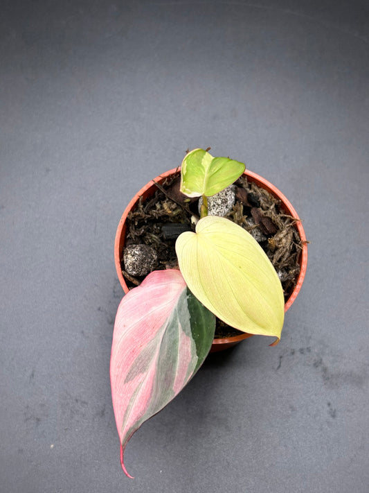 Philodendron Micans Pink Variegated - Rare