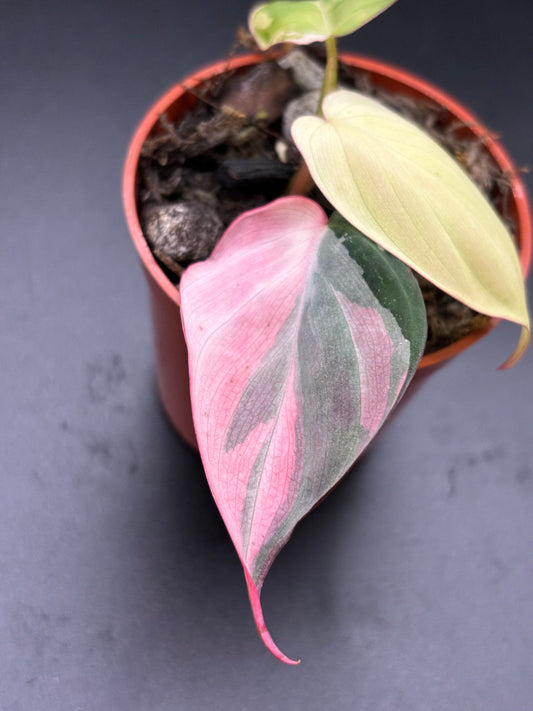 Philodendron Micans Pink Variegated - Rare