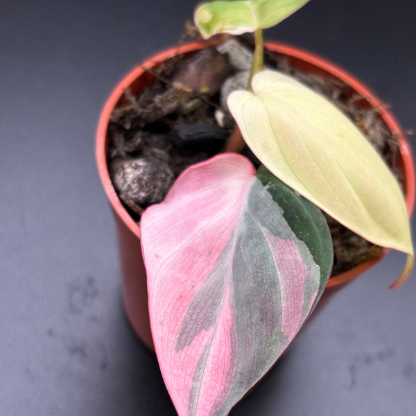 Philodendron Micans Pink Variegated - Rare