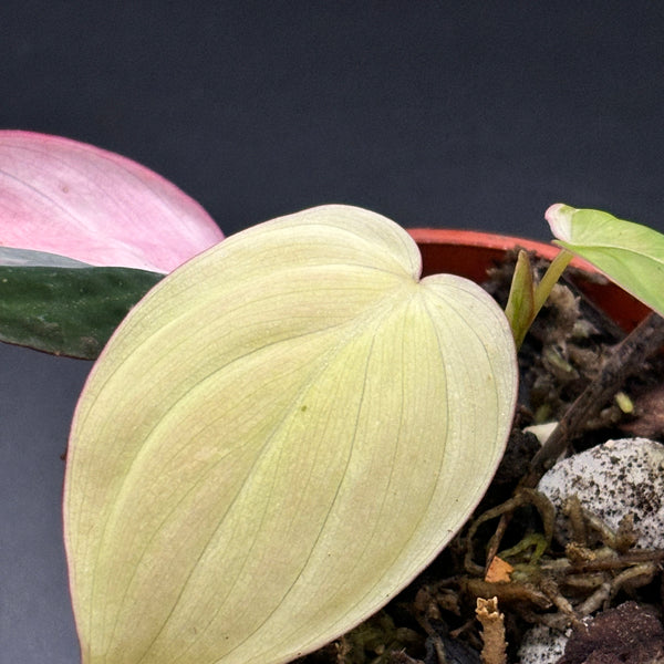 Philodendron Micans Pink Variegated - Rare