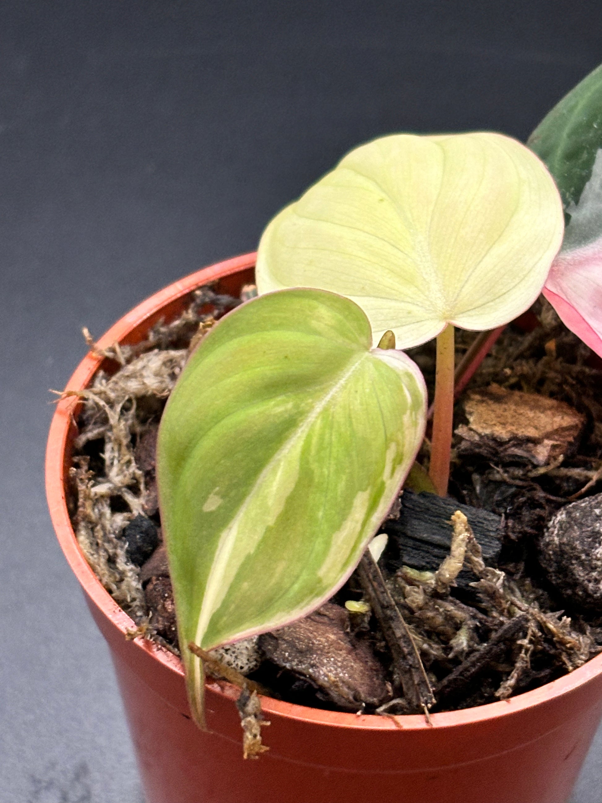 Philodendron Micans Pink Variegated - Rare