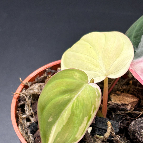 Philodendron Micans Pink Variegated - Rare